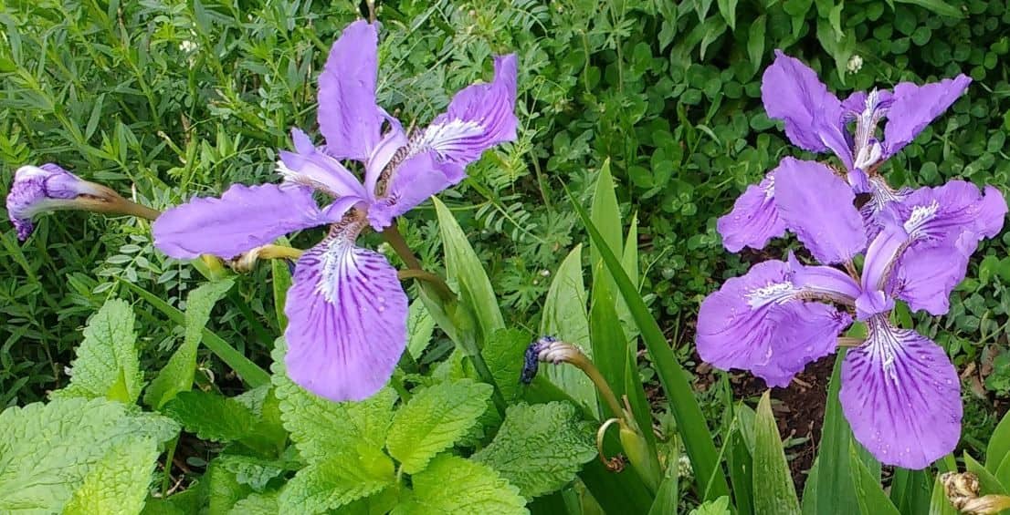 The Best Ways to Start Plants for Flowers