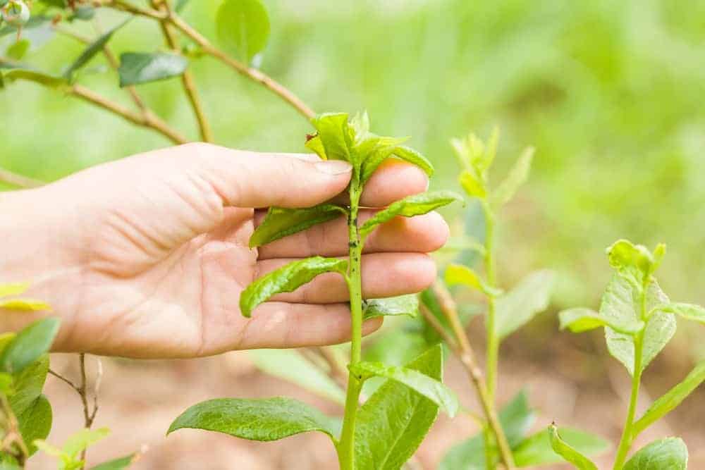 Yellow Stippling on Leaves, Frequent Diseases