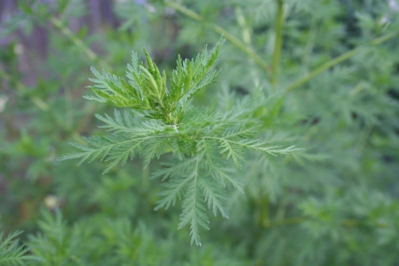 Japanese mugwort