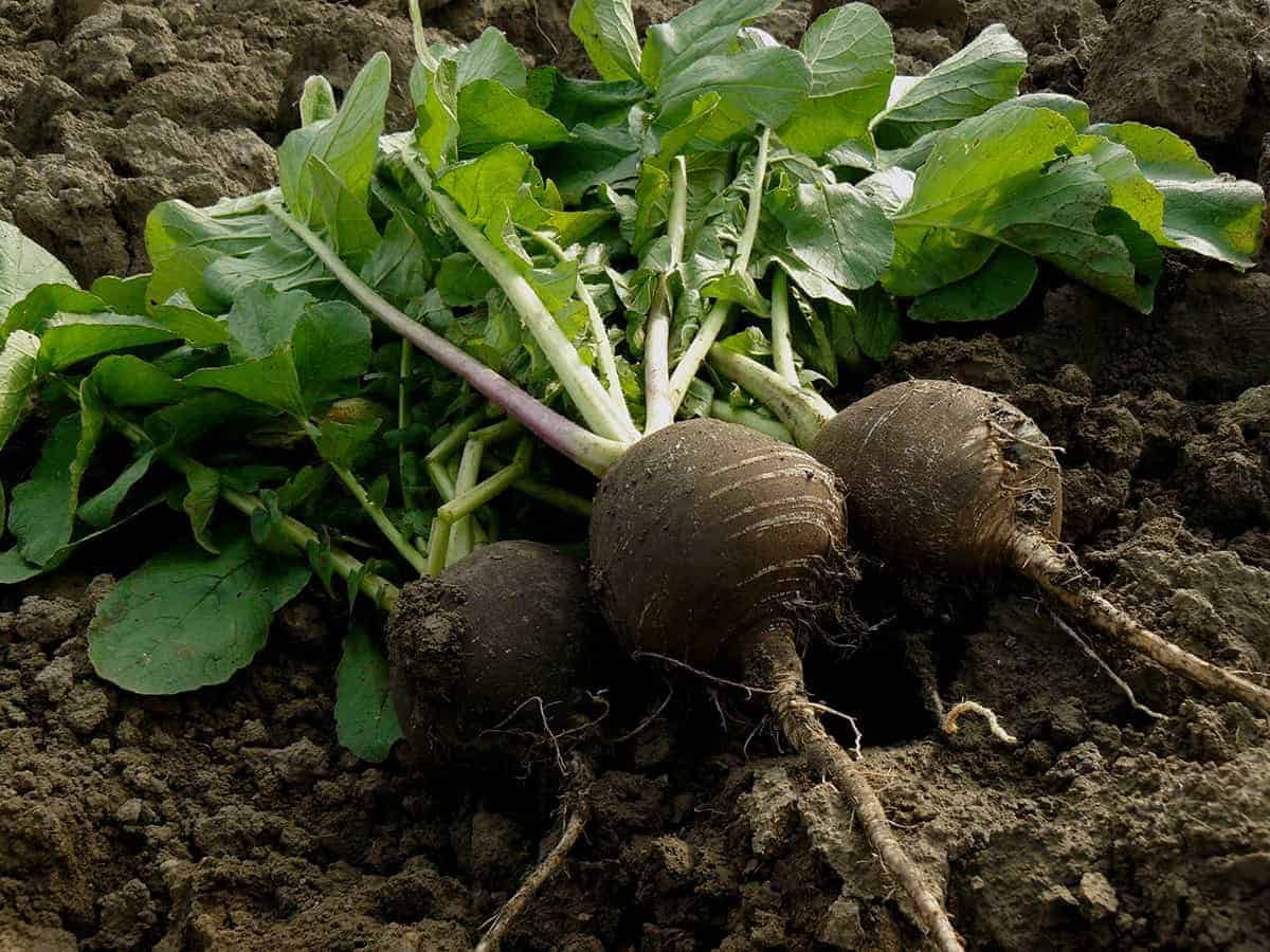 Winter Radishes