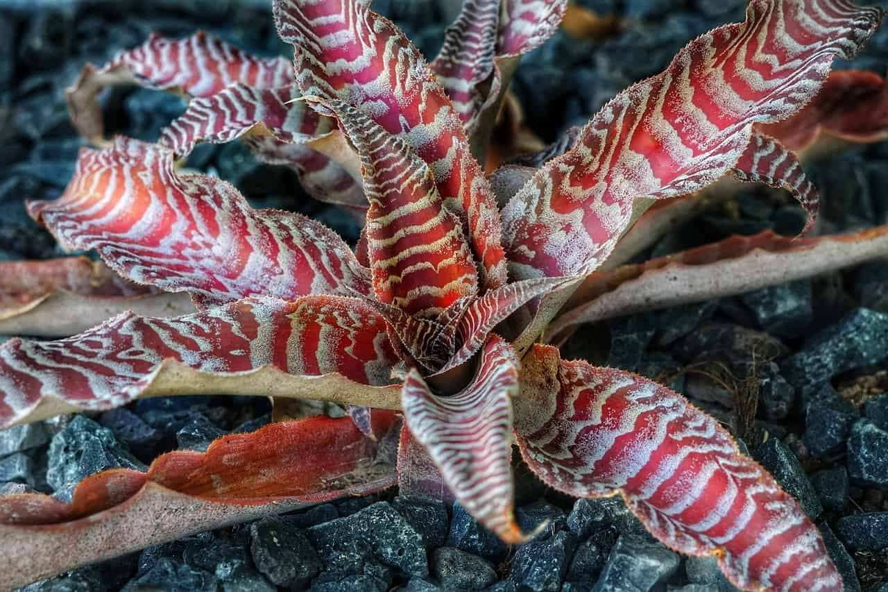 Starfish Plant