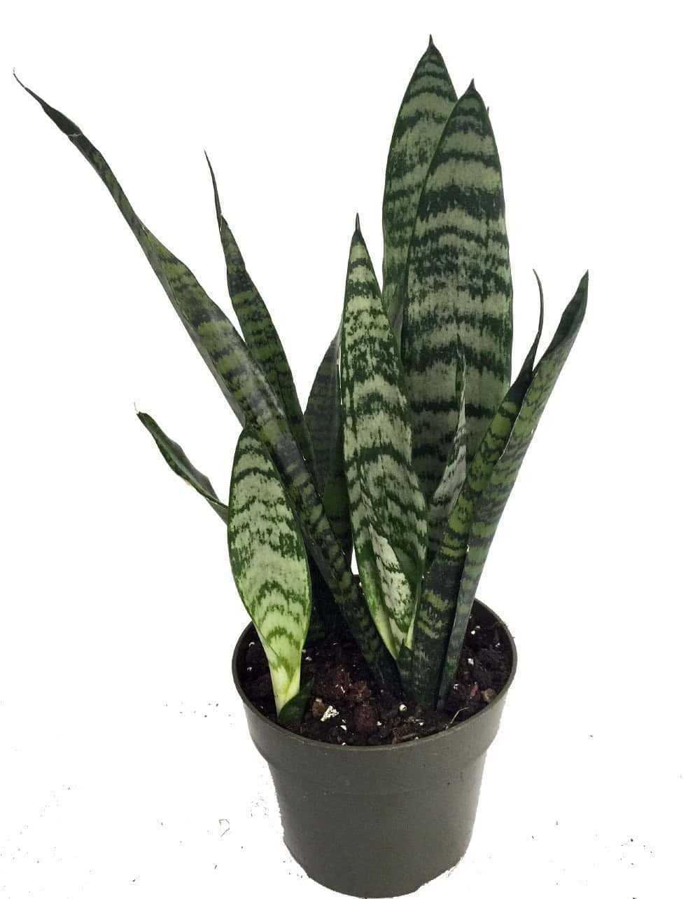 Snake Plant