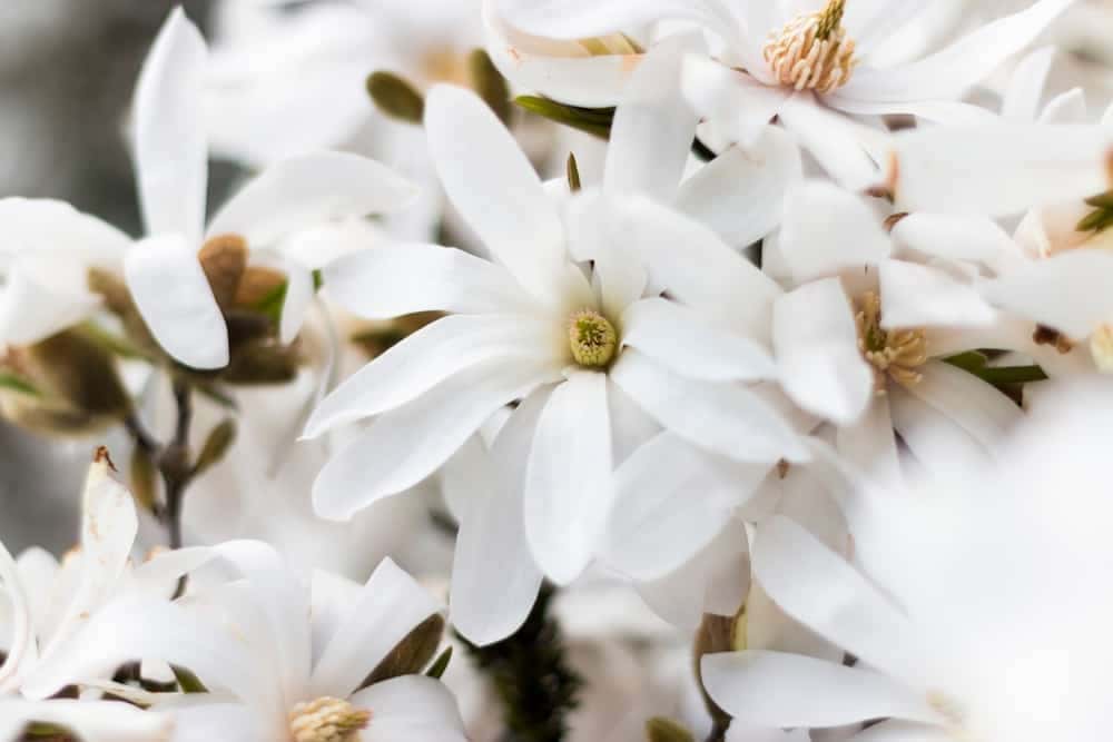 Star Magnolia