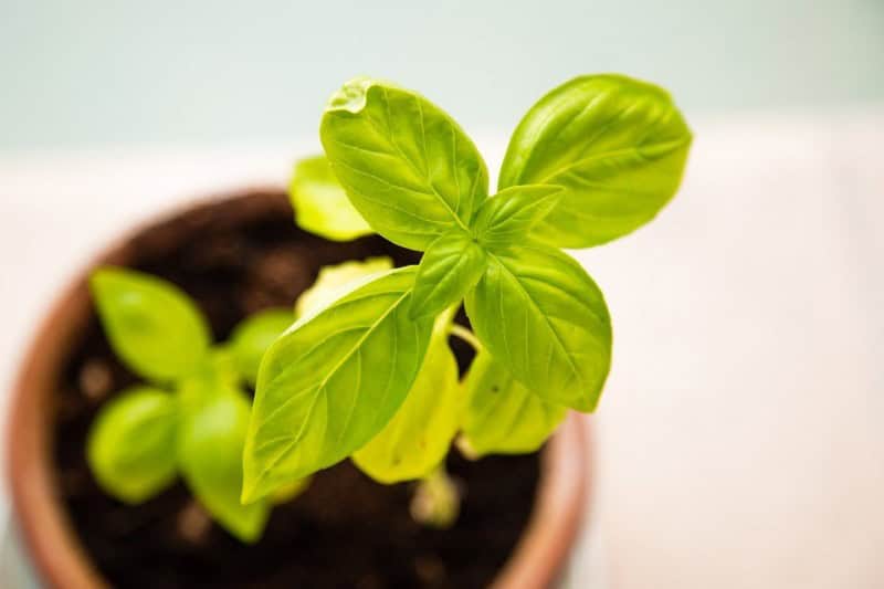 Storing Fresh Herbs