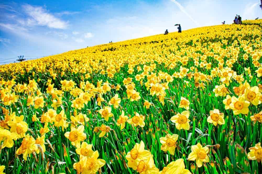 How to Care For Daffodils