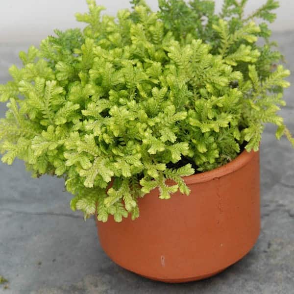 Golden Club Moss