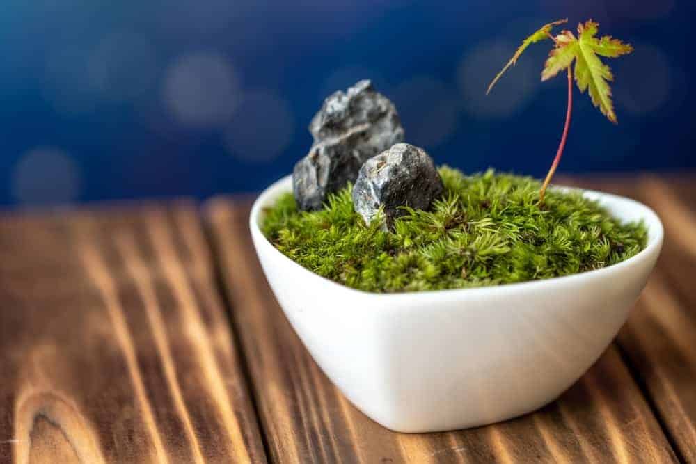 Make a Japanese Moss Garden