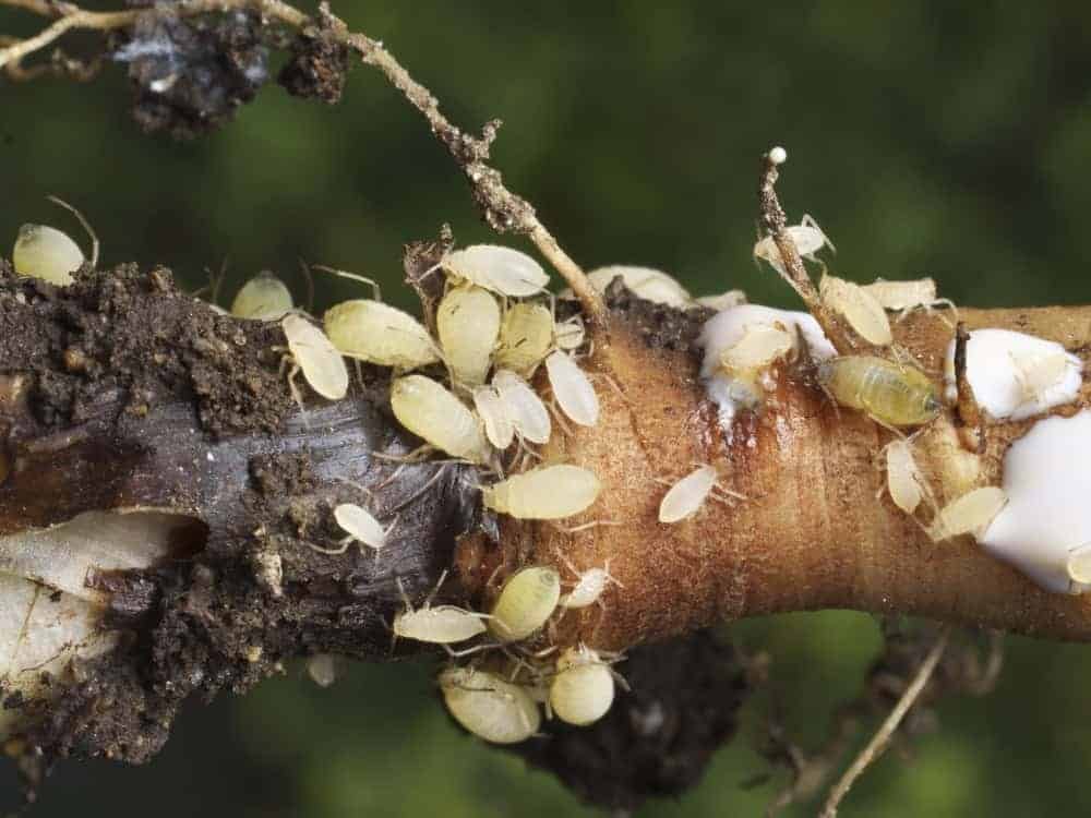 Root Aphids