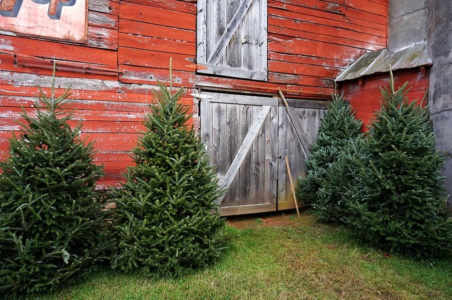 Fraser Fir