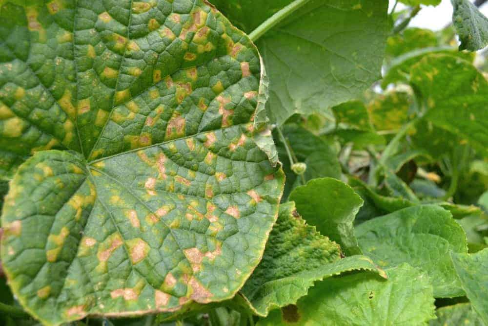 Downy Mildew