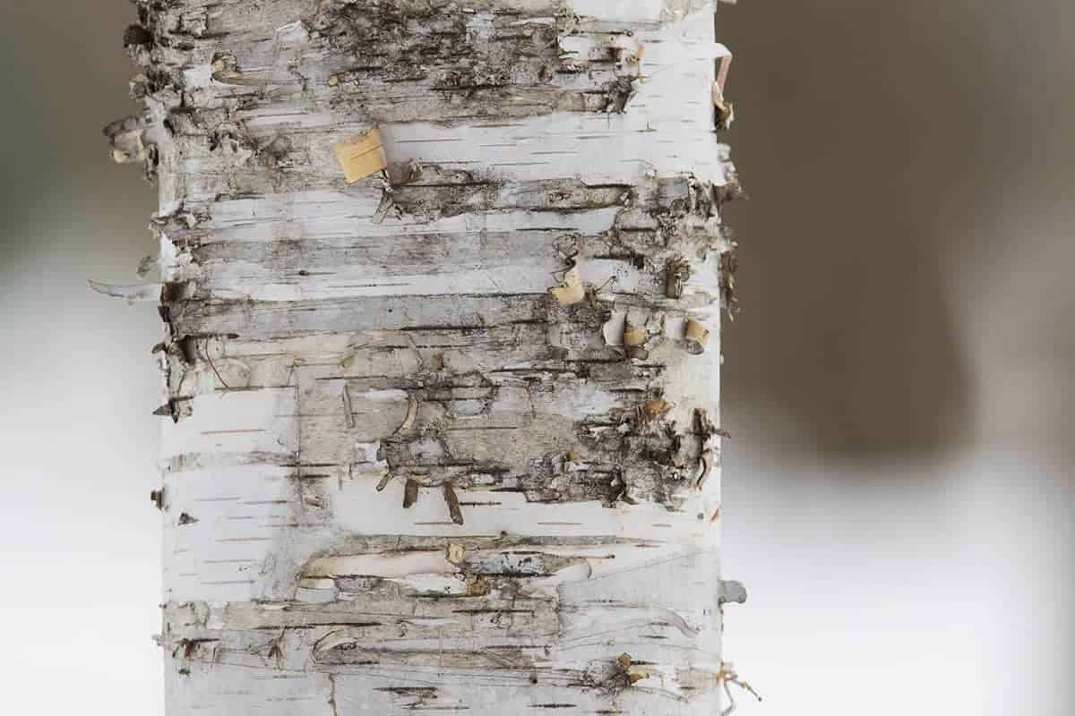 Birch Bark (Betula sp.)