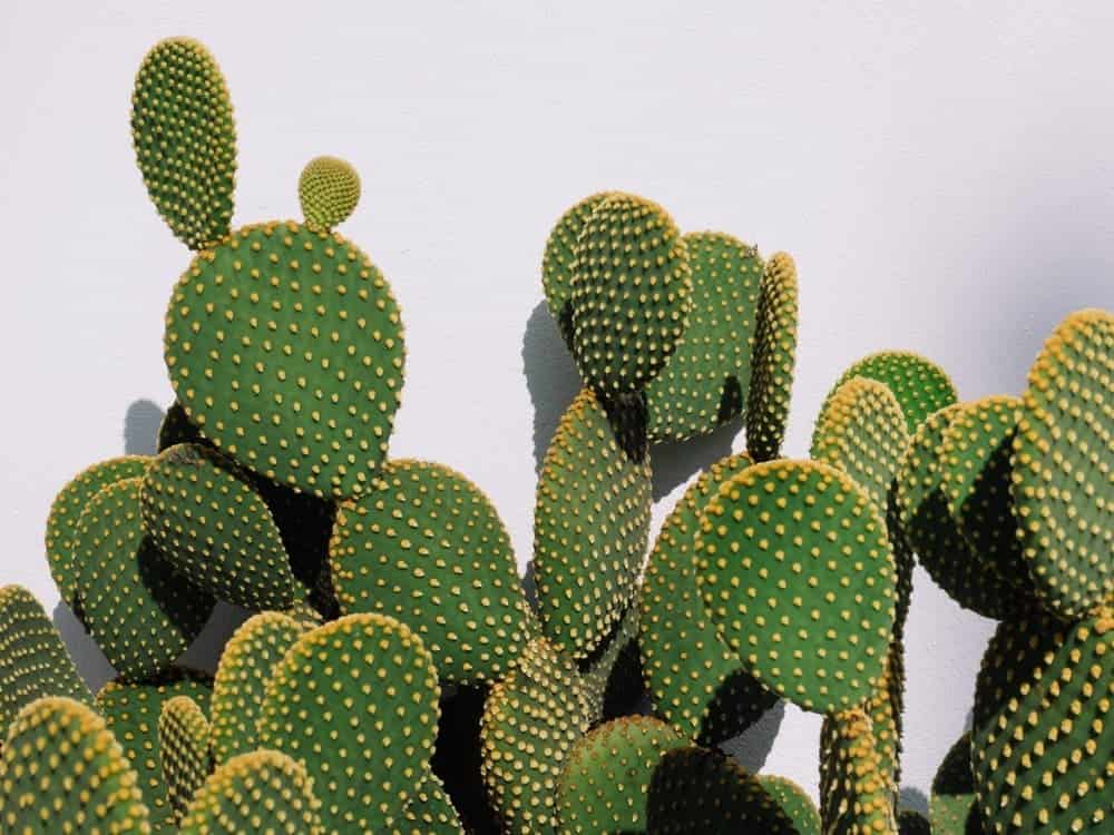 Bunny Ear Cactus