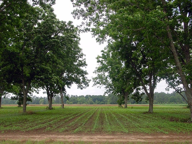 Agroforestry