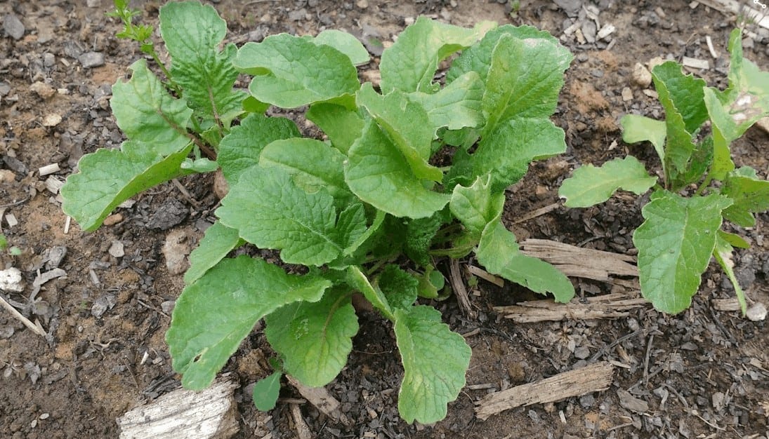 Step 6: Harvest Greens