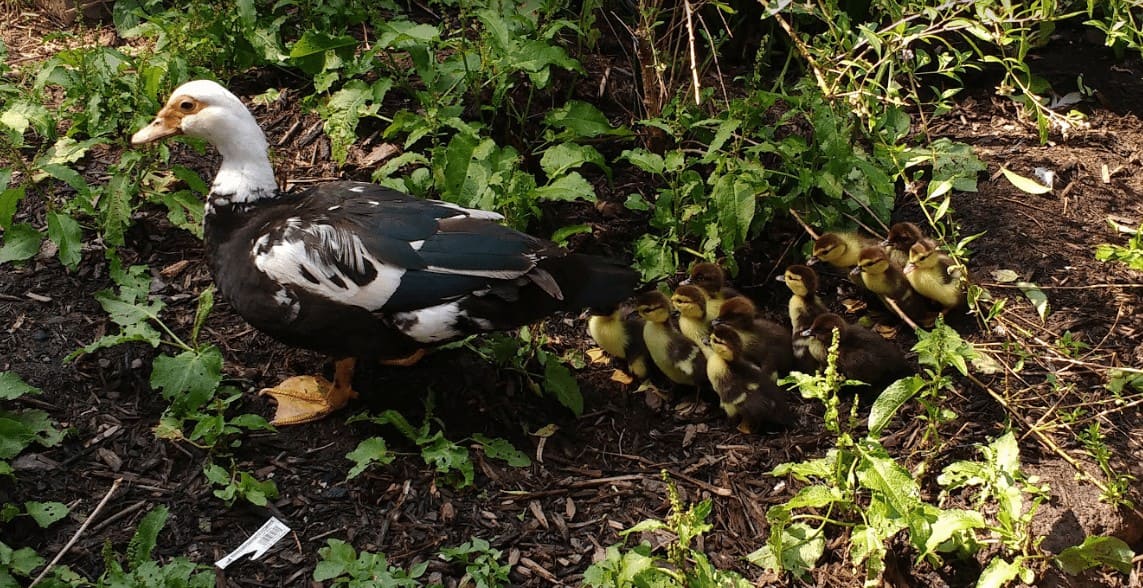 Muscovy