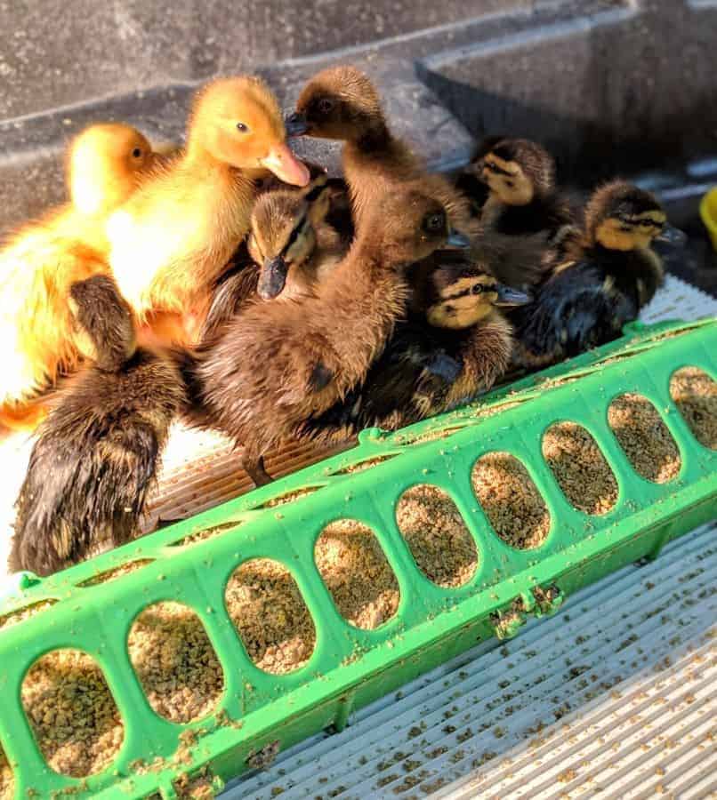 What To Feed Ducklings