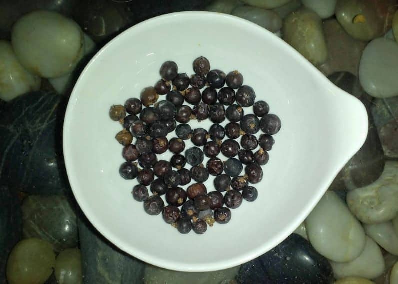 Juniper Berry