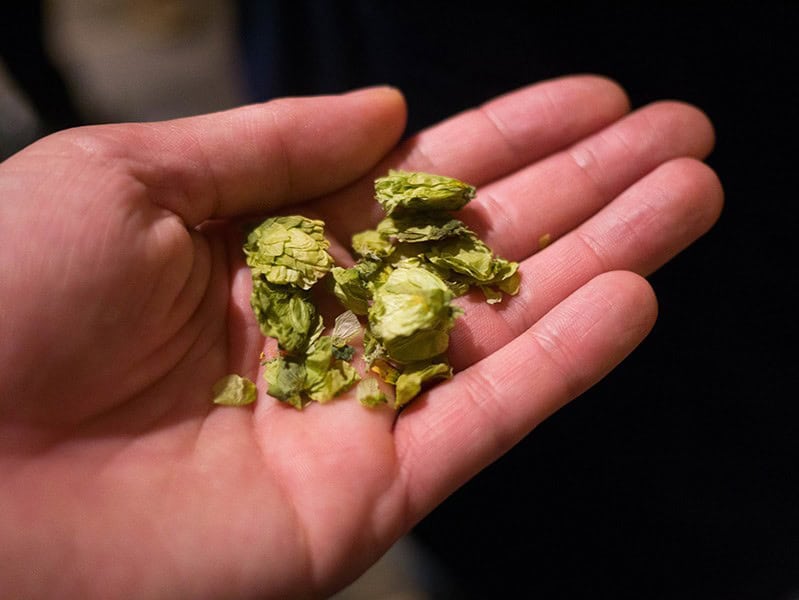 Harvesting and Storing Hops