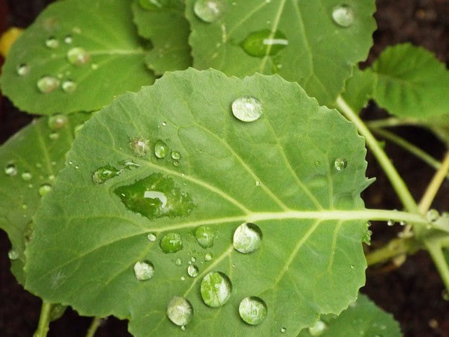 Planting Kale