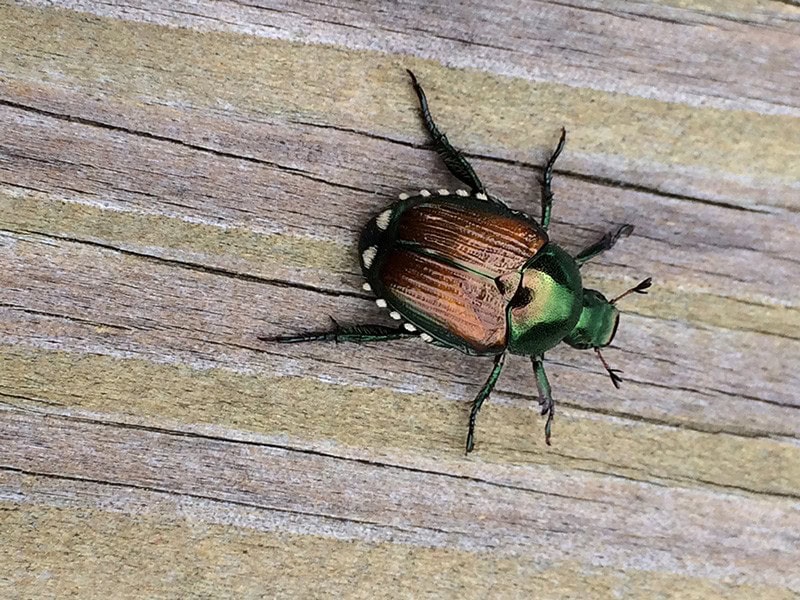 Japanese Beetle