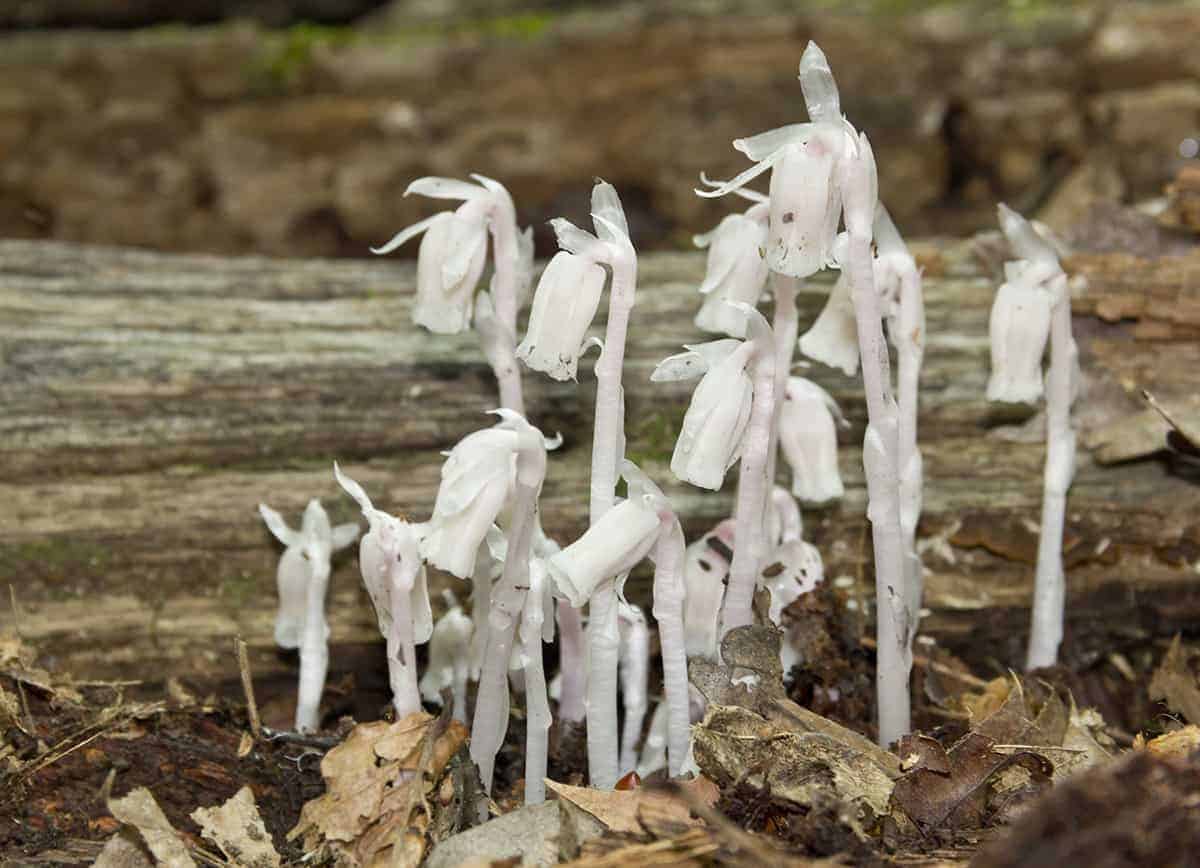 Ghost Pipe (Monotropa uniflora)