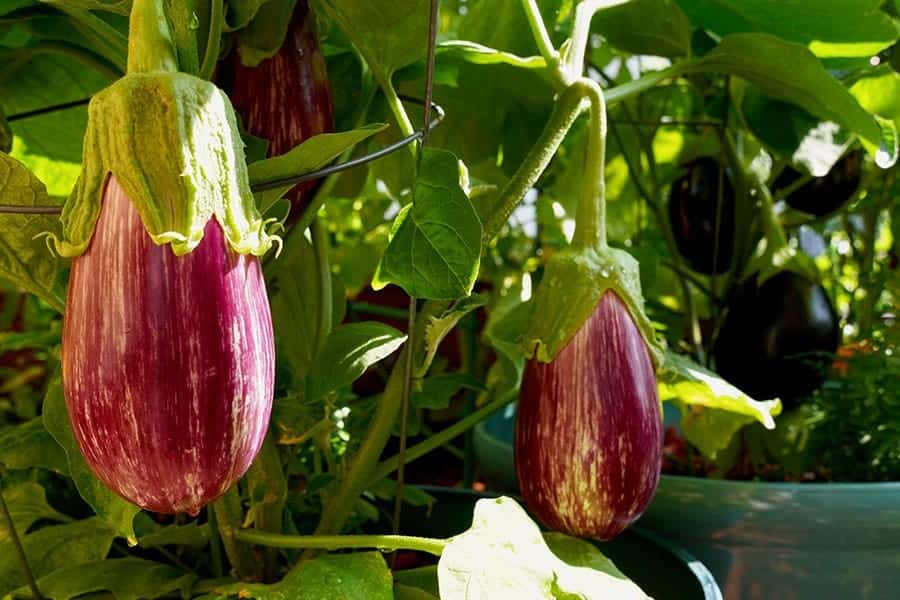 Eggplant