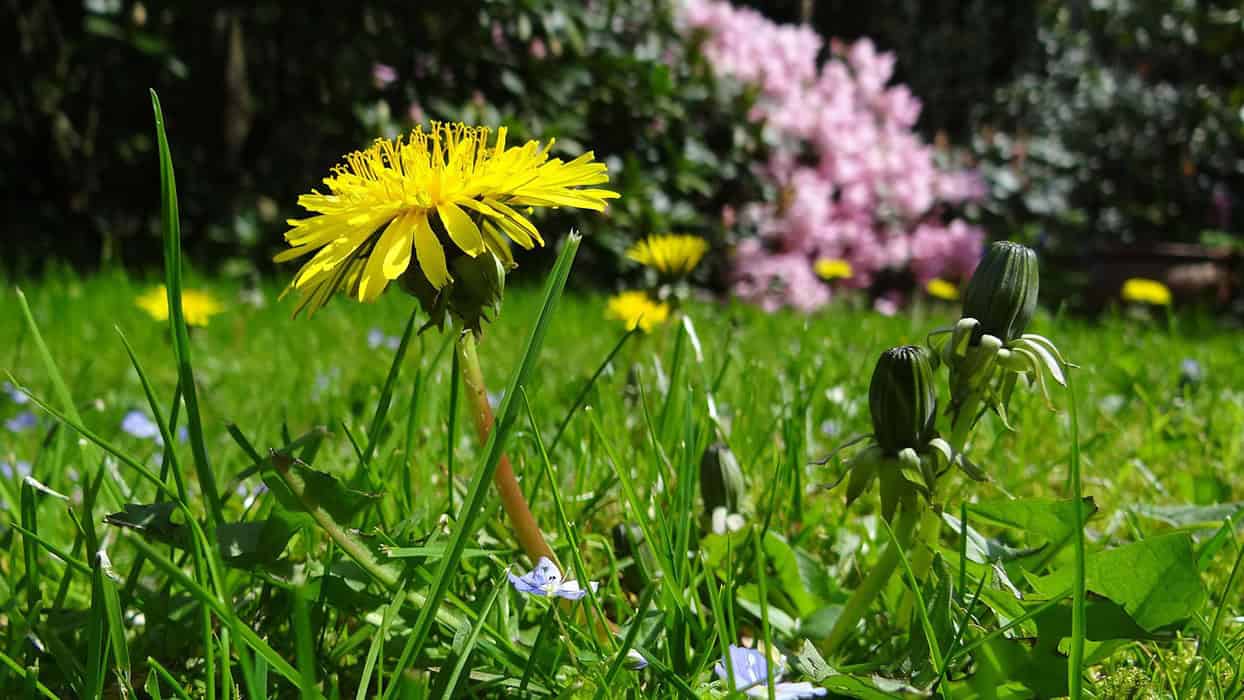 Dandelion Varieties