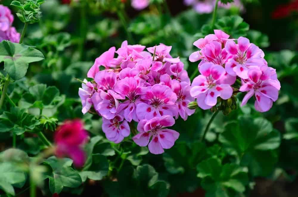 Using Geraniums