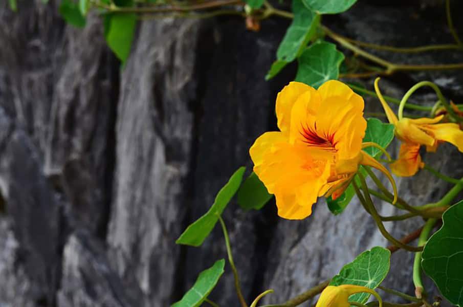 Nasturtium Varieties