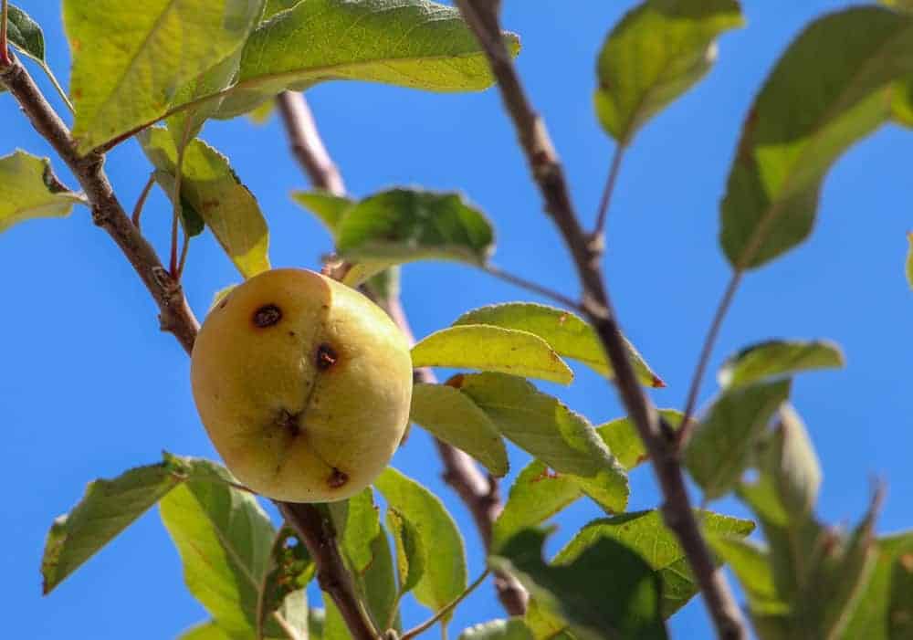 What Does a Sick Apple Tree Look Like?