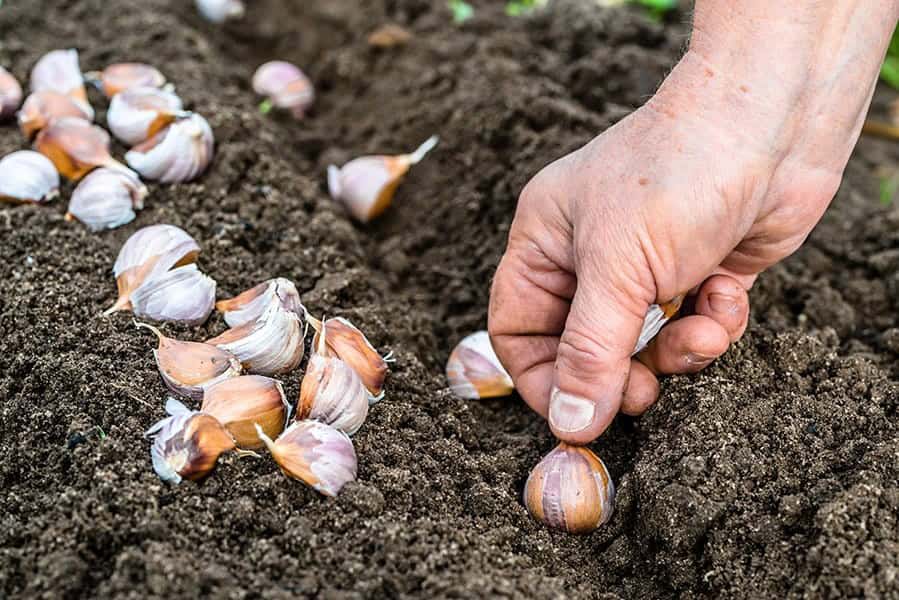 Putting Garlic in the Ground