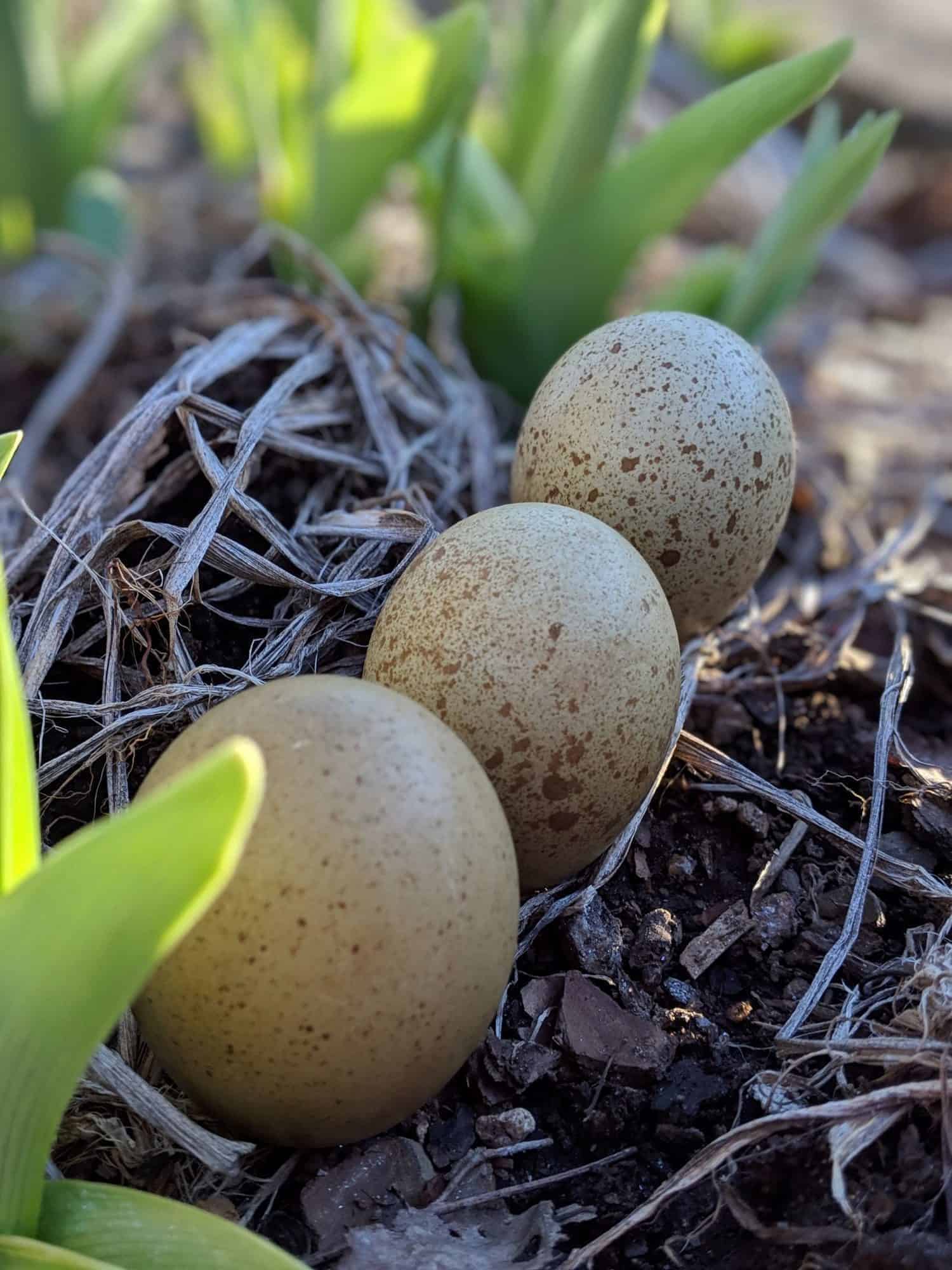 Breeding for Speckles