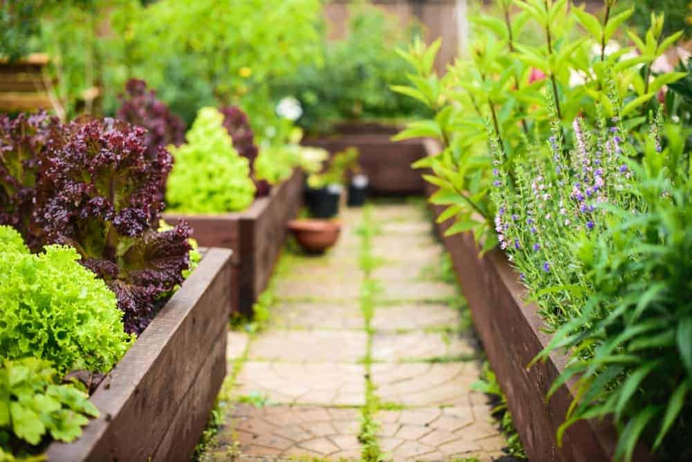 What Is a Raised Bed (And What Can You Grow in It)?