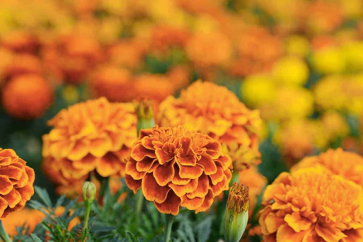 Marigold (Tagetes spp.)