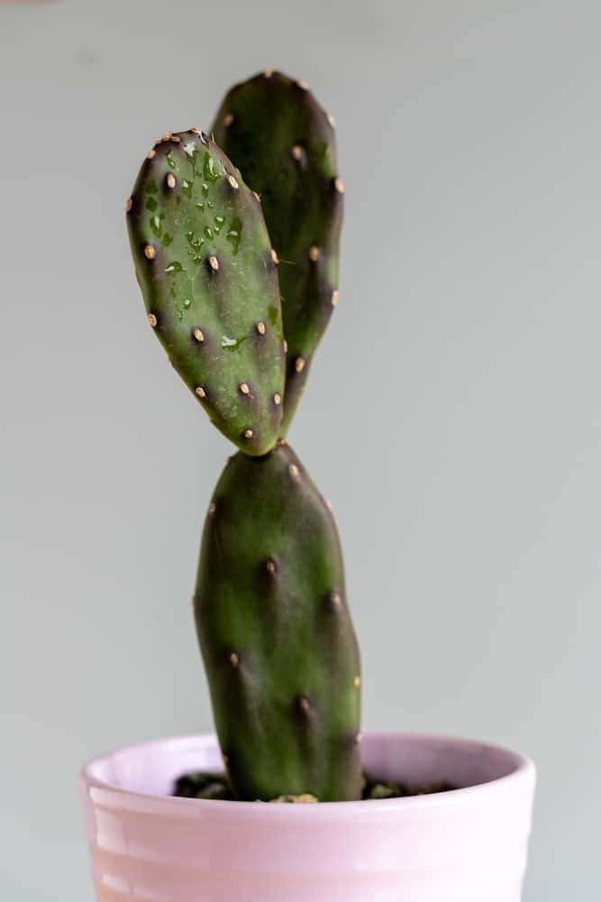 Caring Tips for a Prickly Pear Cactus