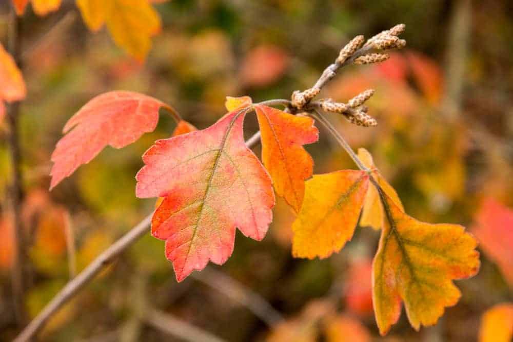 Fragrant Sumac