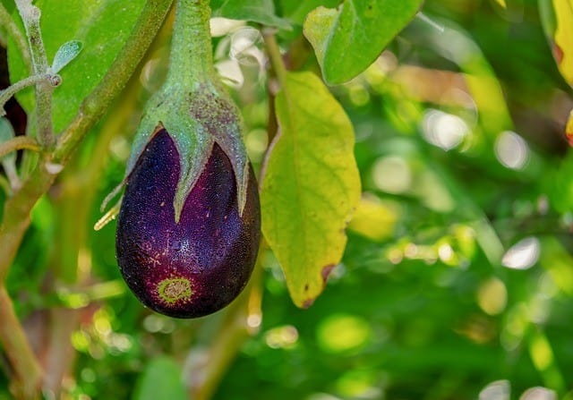 Eggplant