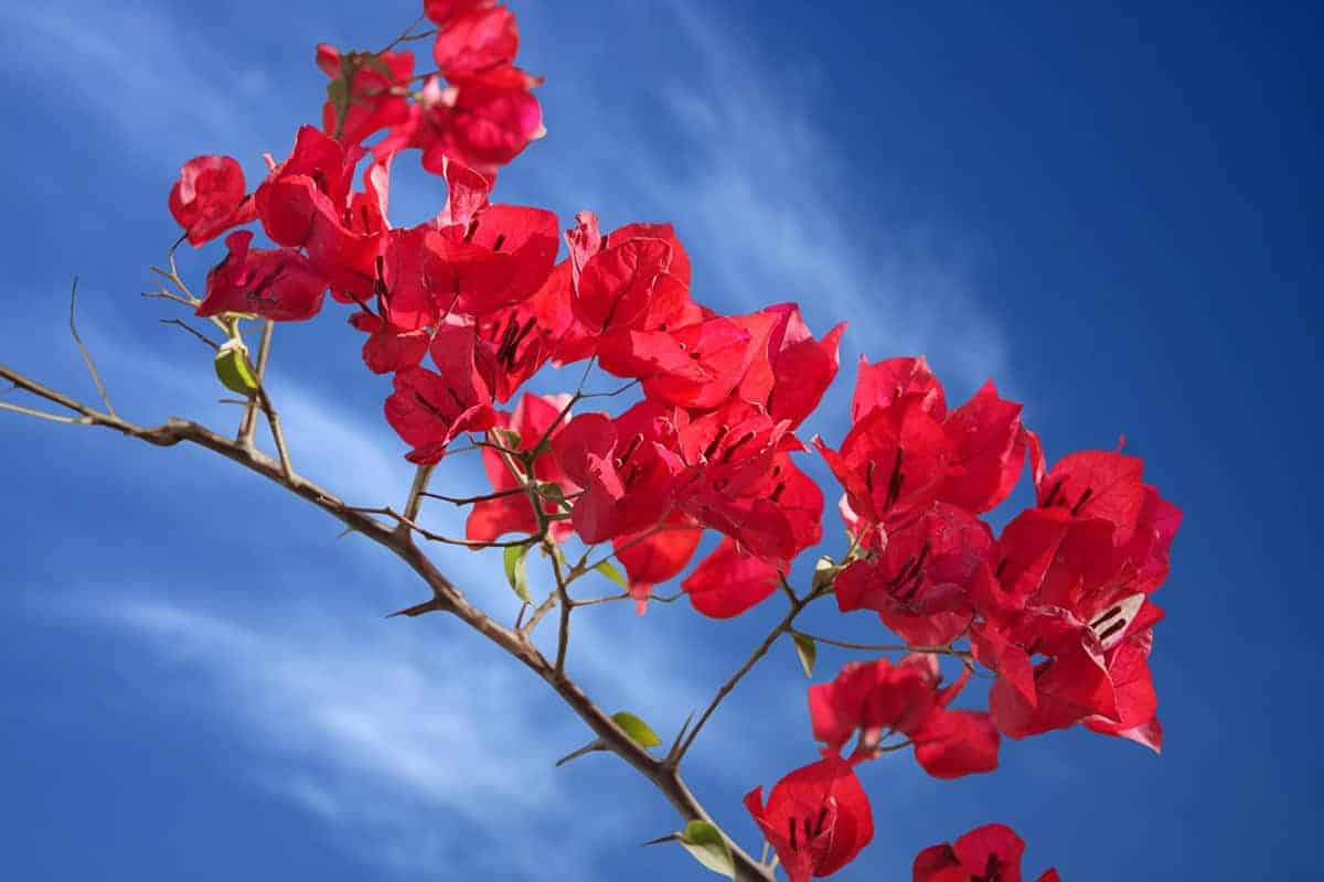 Bougainvillea