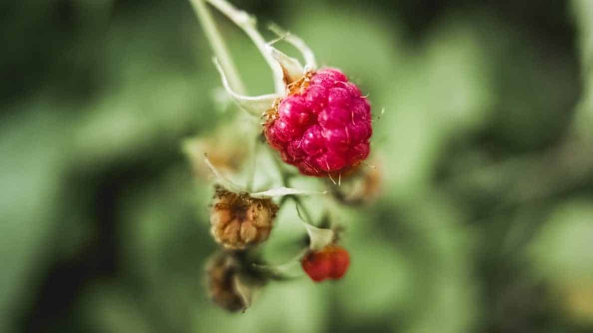 Red Raspberries