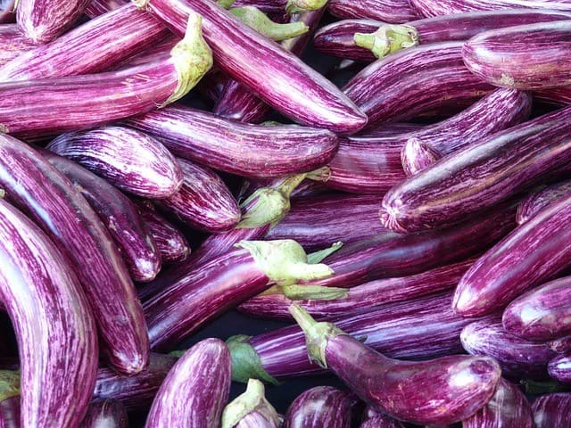 Eggplant Varieties