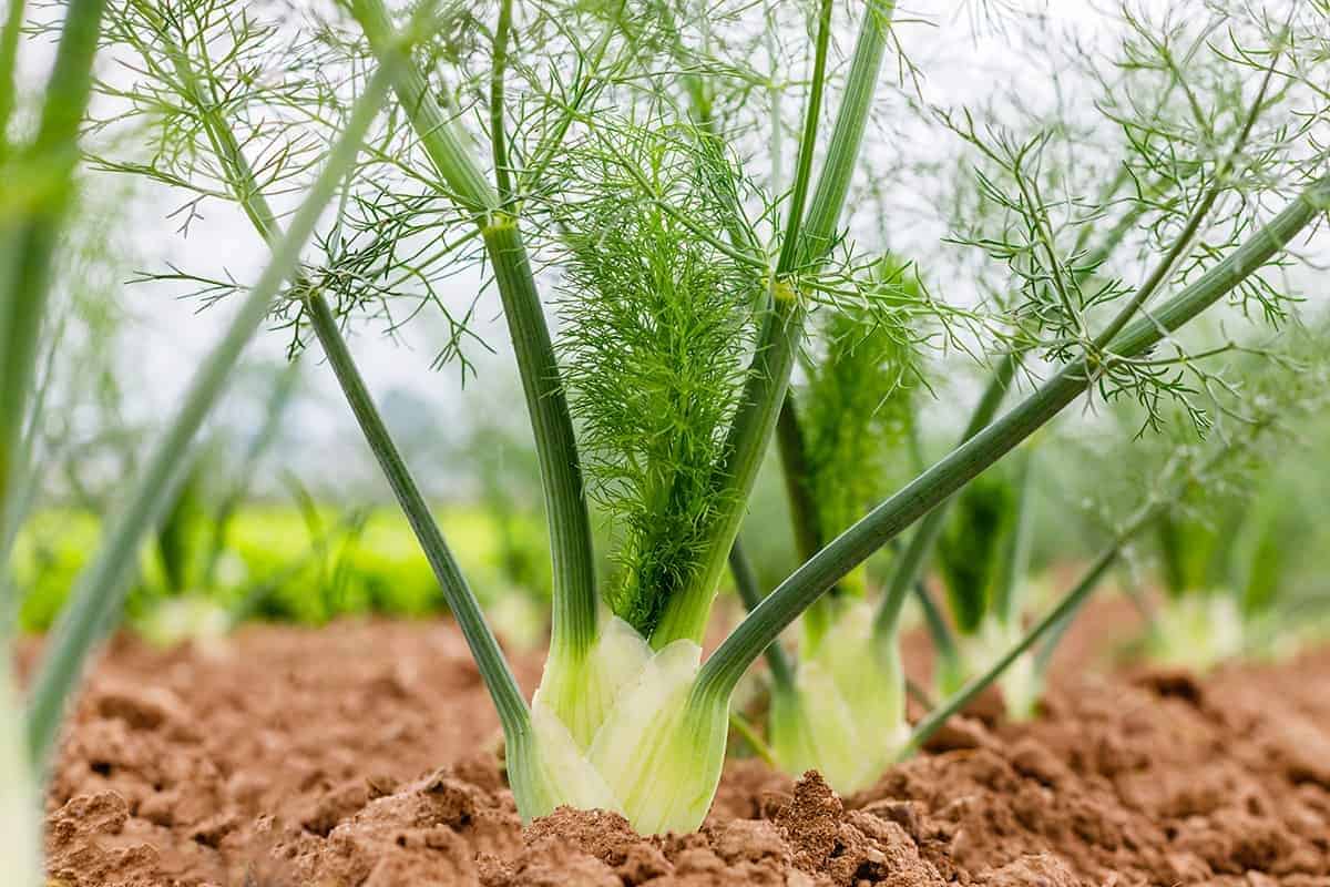 Fennel