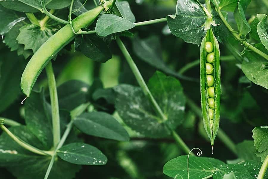 How to Care for Peas