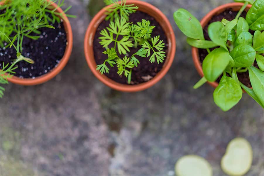 Starting Herbs Indoors