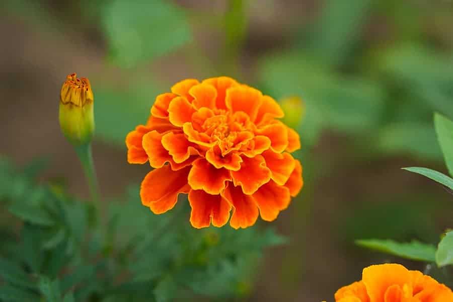 Marigolds