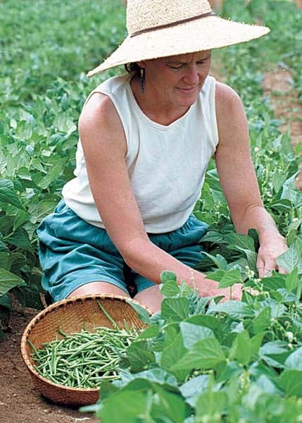 Harvesting and Storing Green Beans