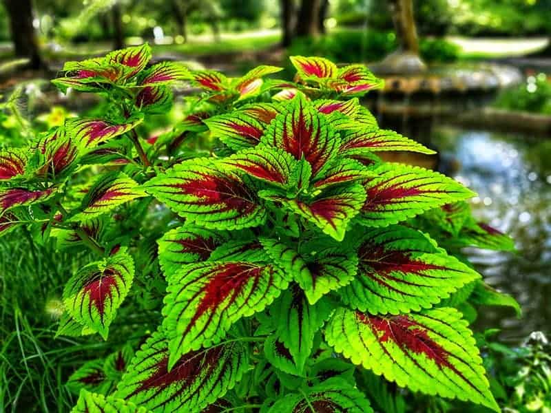 Coleus