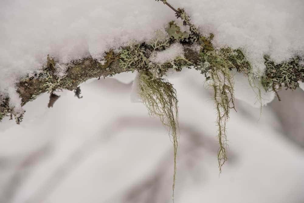 Usnea (Usnea spp.)