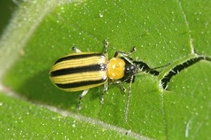 Cucumber Beetle