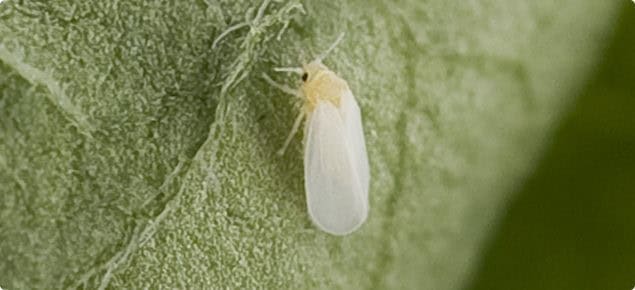 Whitefly