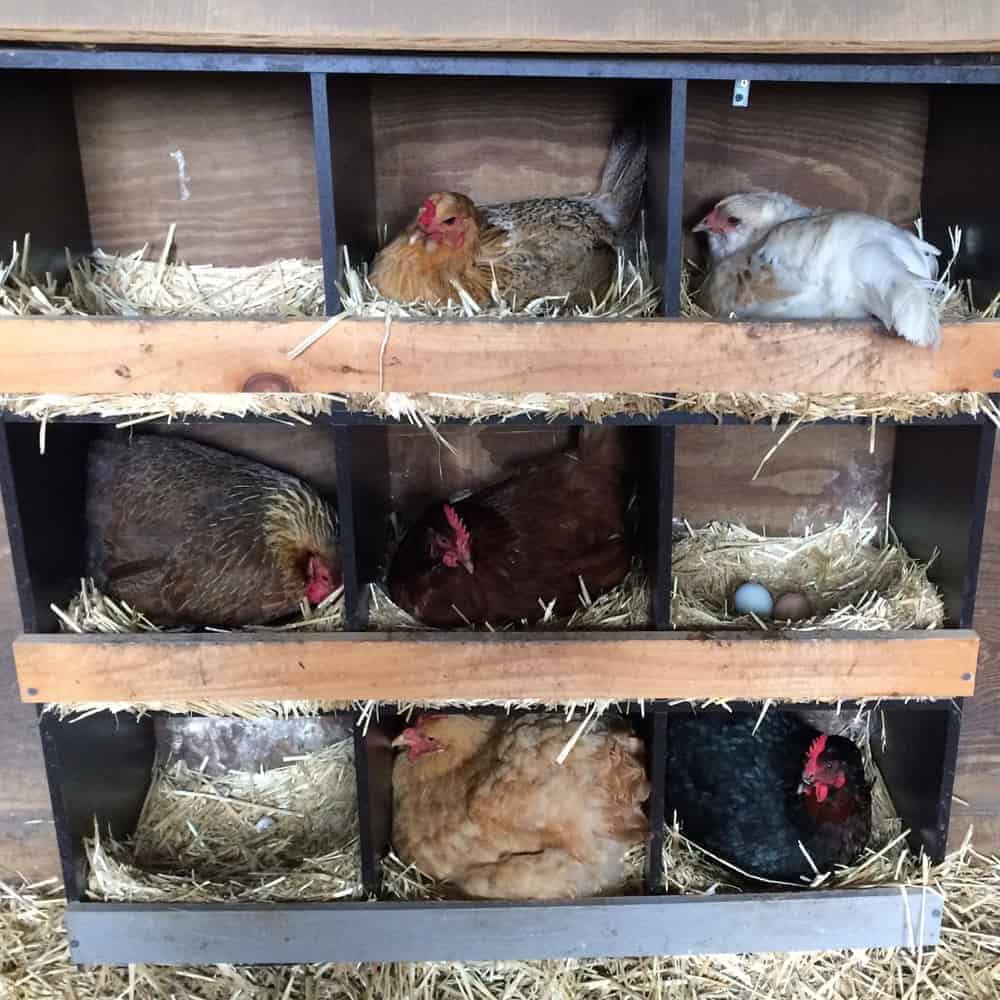 Upgrade the Nesting Boxes